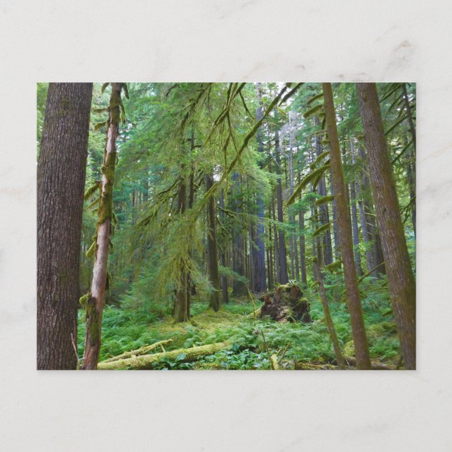 Cartão Postal Floresta Primária (Frente)