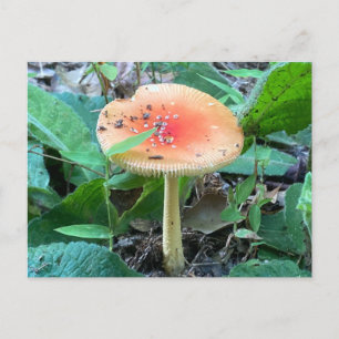 Cartão Postal Floresta Selvagem Cogumelo de Verão Natureza