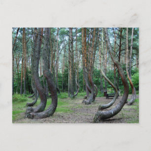 Cartão Postal Floresta torrada - Polônia