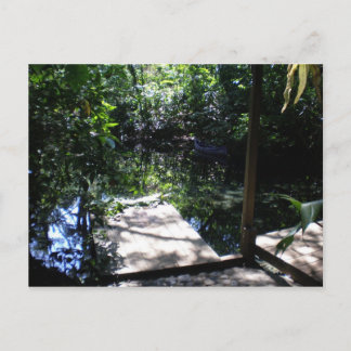 Cartão Postal Floresta tropical