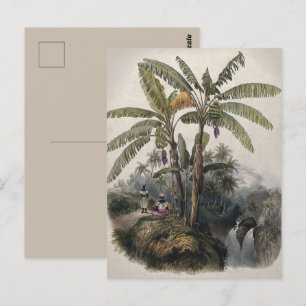 Cartão Postal Floresta Tropical Antiquada de Banana   Vintage Bo