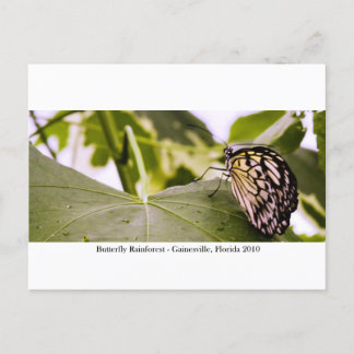 Cartão Postal Floresta Tropical de Borboletas - Gainesville, FL