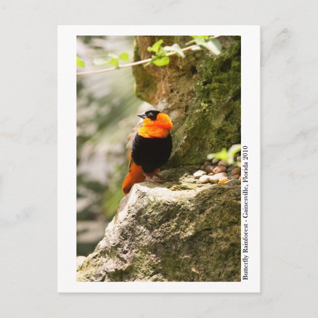 Cartão Postal Floresta Tropical de Borboletas - Gainesville, FL  (Frente)