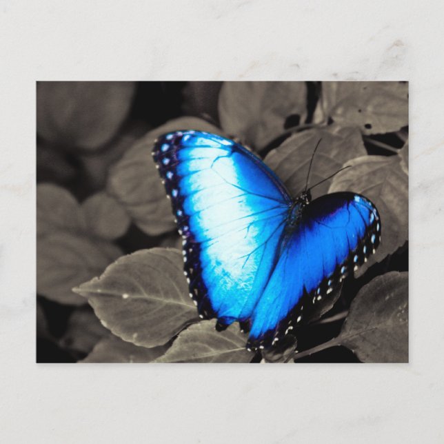 Cartão Postal Floresta Tropical de Borboletas - Gainesville, FL  (Frente)