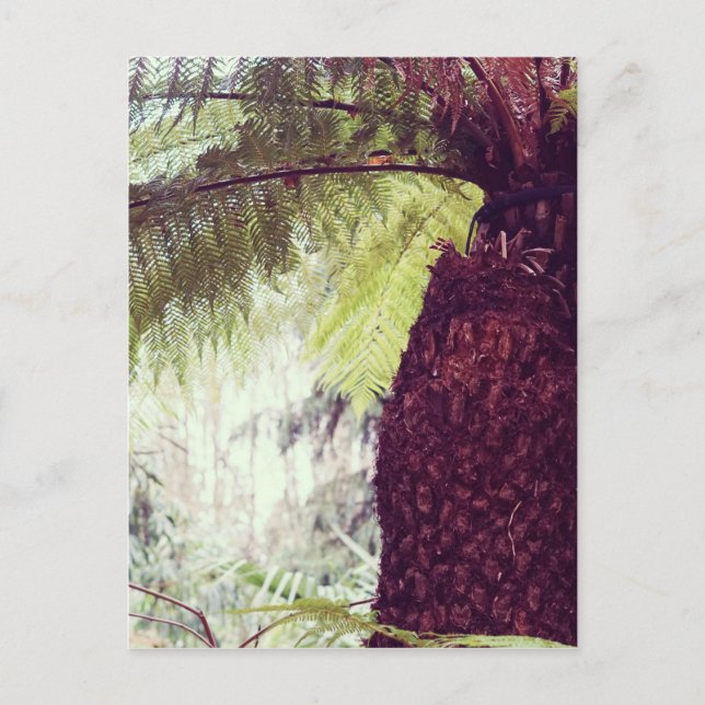 Cartão Postal Floresta Tropical de Samambaias (Frente)