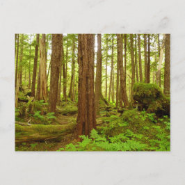 Cartão Postal Floresta Tropical Temperada do Alasca