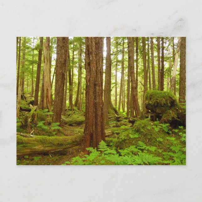 Cartão Postal Floresta Tropical Temperada no Alasca (Frente)
