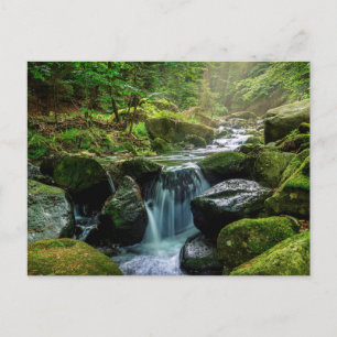 Cartão Postal Floresta Verde e Rio