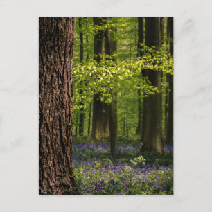 Cartão Postal Florestas   Bluebells na Bélgica