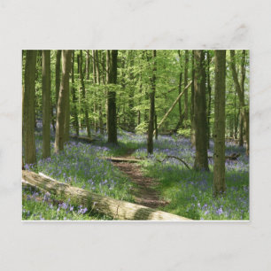 Cartão Postal Florestas de Bluebell