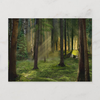 Cartão Postal Florestas de Dawn