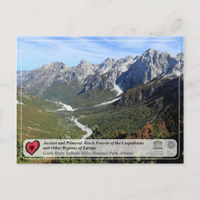 Cartão Postal Florestas de Feia Antigas e Primeval - Rio Gashi (Frente)