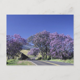 Cartão Postal Florestas florescentes ao longo da estrada em Hale