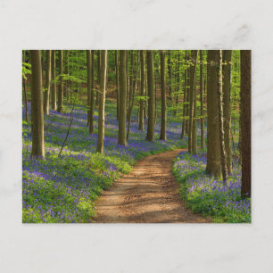 Cartão Postal Florestas   Floresta Bluebell na Bélgica