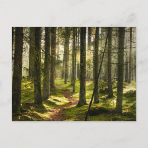Cartão Postal Florestas Floresta Boreal Suécia