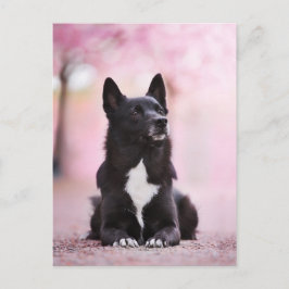 Cartão Postal Florestas Negras de Buhund e Cereja