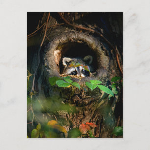 Cartão Postal Florestas Raccoon Peeking