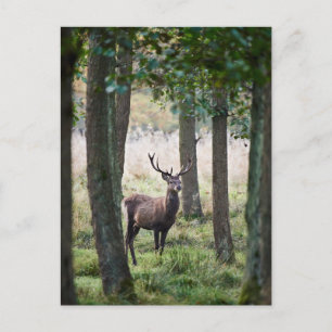 Cartão Postal Florestas   Woodlands & Red Deer