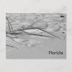 Cartão Postal Flórida