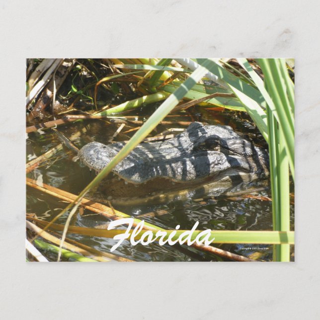 Cartão Postal Flórida (Frente)