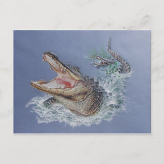 Cartão Postal Flórida Alligator