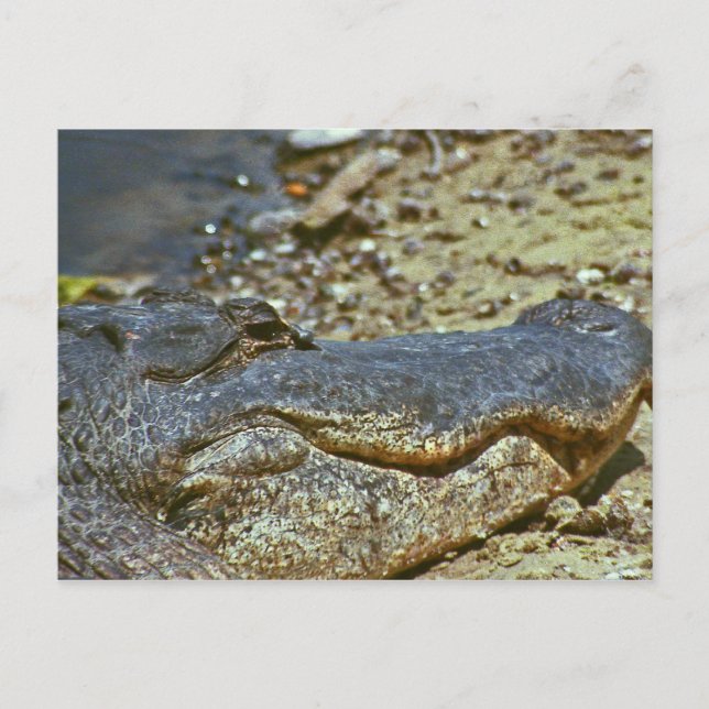 Cartão Postal Flórida Alligator (Frente)