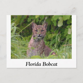Cartão Postal Florida Bobcat