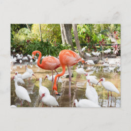 Cartão Postal Flórida Bonita Primaveras Pink Flamingo Viagem