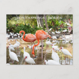 Cartão Postal Flórida Bonita Primaveras Pink Flamingo Viagem