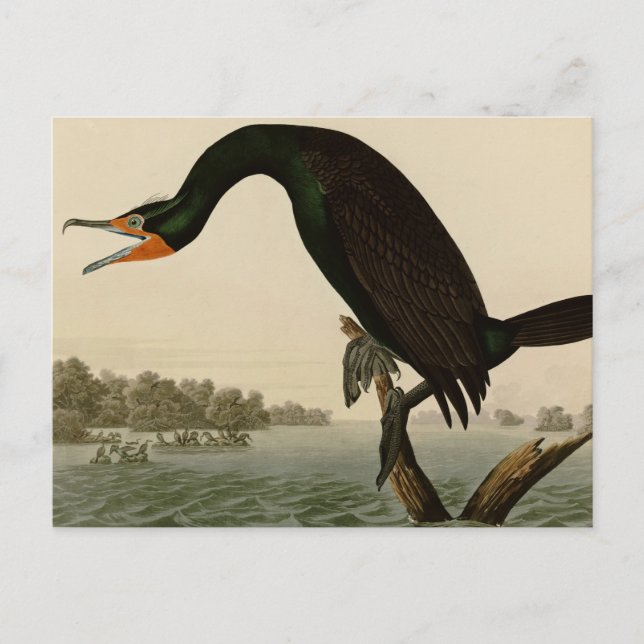 Cartão Postal Florida Cormorant (Frente)