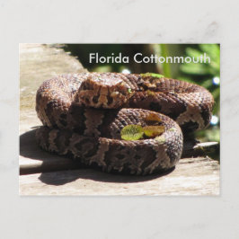 Cartão Postal Flórida Cottonmouth - Cartão-postal de Aprendizado