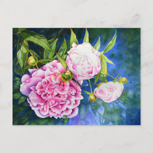 Cartão Postal Flórida de cor branca-rosa-rosa-esbranquiçada