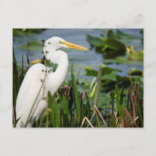 Cartão Postal Florida Egret