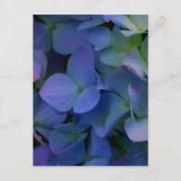 Flórida floral azul-púrpura