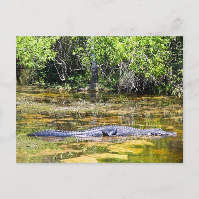 Cartão Postal Flórida Gator (Frente)