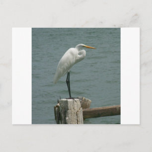 Cartão Postal Florida Heron