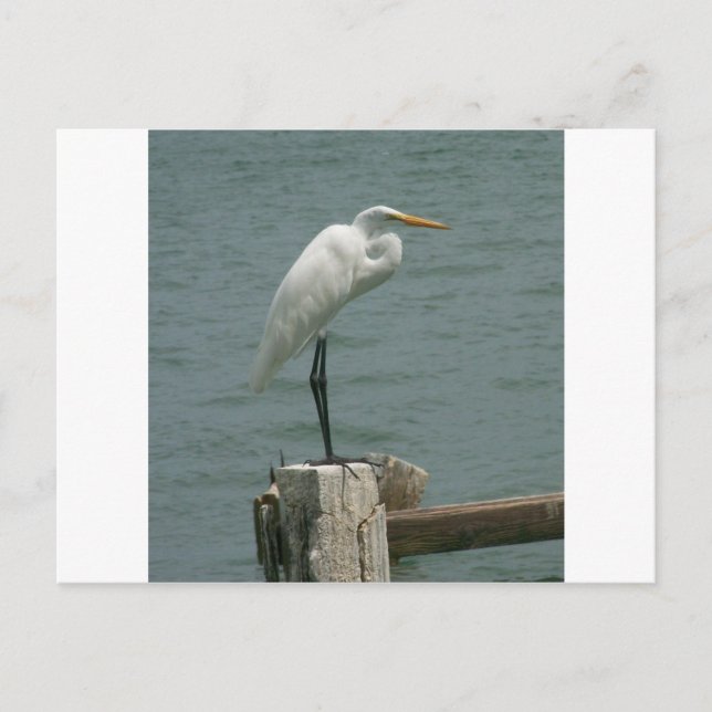 Cartão Postal Florida Heron (Frente)