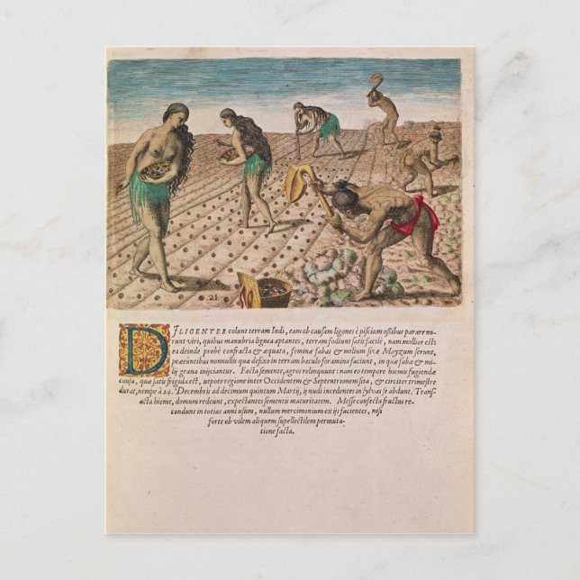 Cartão Postal Flórida: Índios plantando milho (Frente)