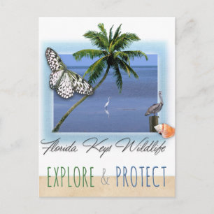 Cartão Postal Florida Keys Wildlife