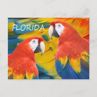 Cartão Postal Florida Macaws