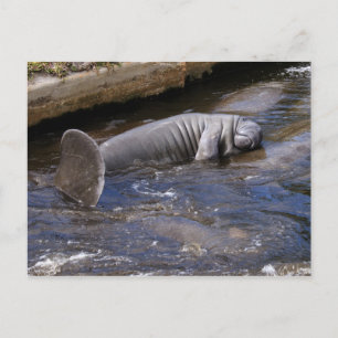Cartão Postal Flórida Manatees (Trichechus manatus)