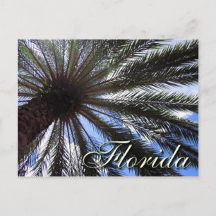 Cartão Postal Flórida Palm