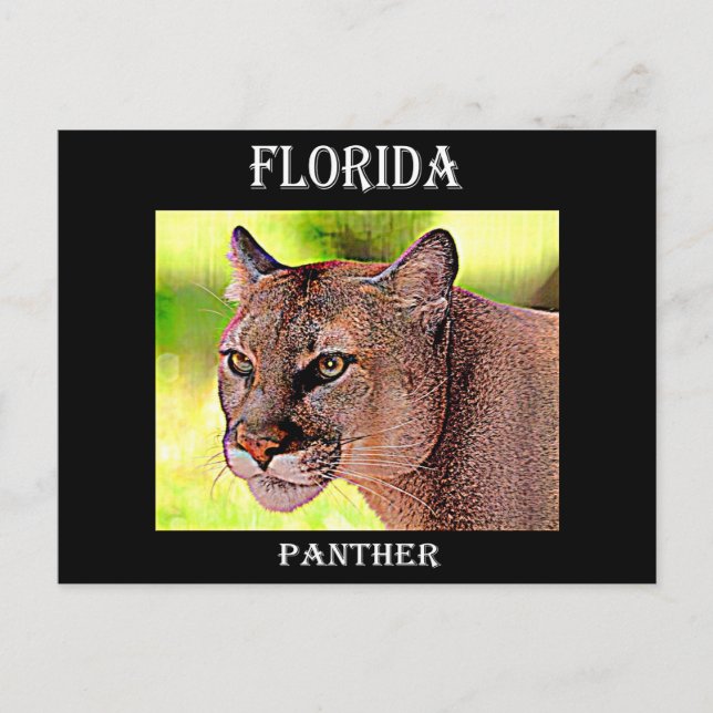 Cartão Postal Flórida Panther (Frente)