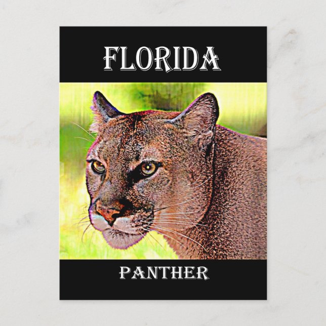 Cartão Postal Flórida Panther (Frente)