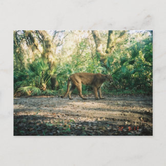 Cartão Postal Florida Panther in forest