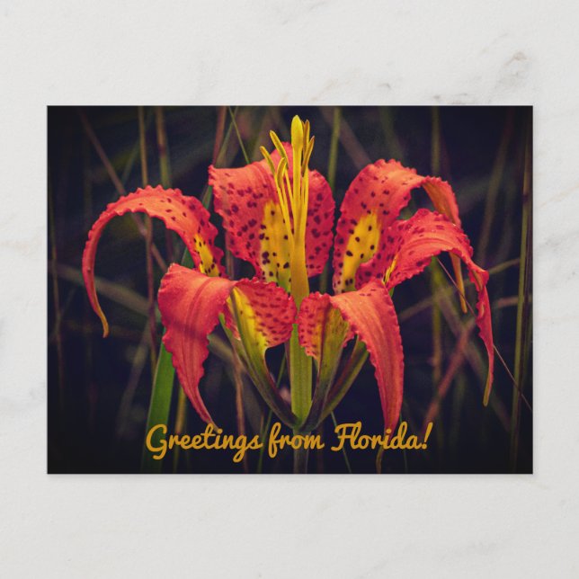 Cartão Postal Florida Pine Lily Postcard (Frente)