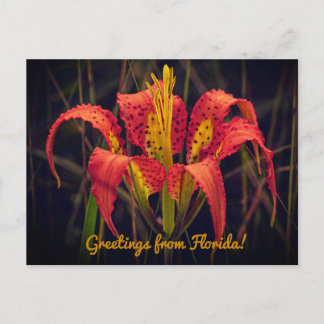 Cartão Postal Florida Pine Lily Postcard
