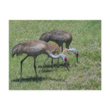 Flórida Sandhill Cranes Caminhando Em Campo Verde