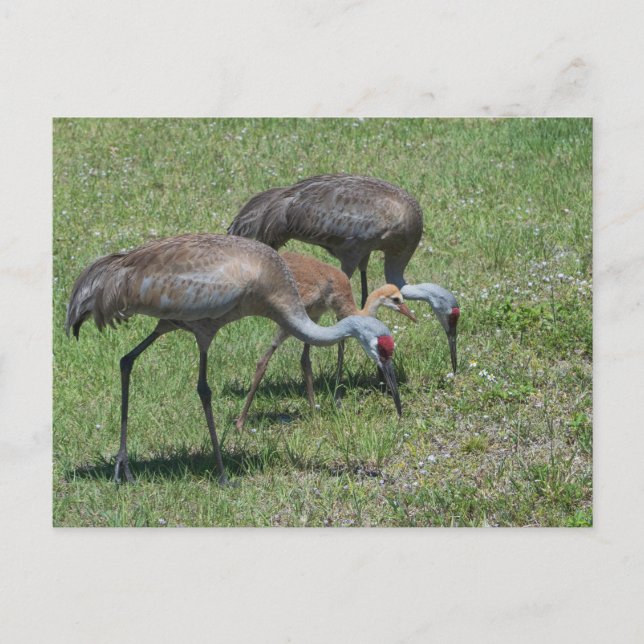 Cartão Postal Flórida Sandhill Cranes Caminhando Em Campo Verde (Frente)