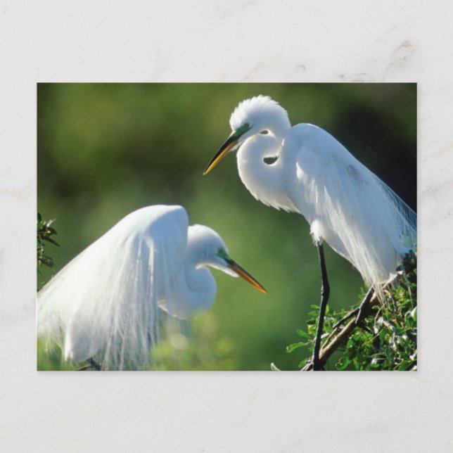 Cartão Postal Flórida, Veneza, Santuário de Audubon, Egret Comum (Frente)